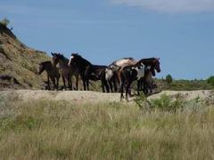 Horses Grazing in Montana
